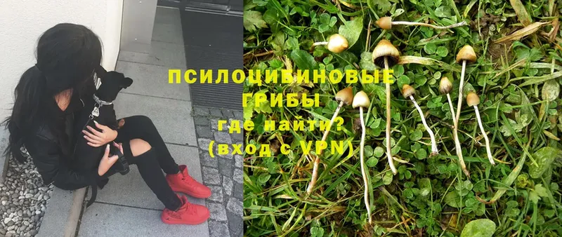 Псилоцибиновые грибы Psilocybine cubensis  OMG как зайти  Калуга 